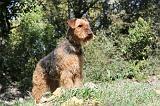 AIREDALE TERRIER 108